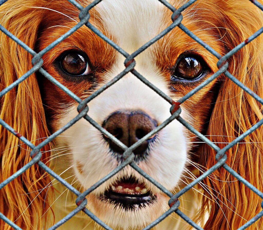 The Life-Changing Benefits of Adopting a Rescue Pet