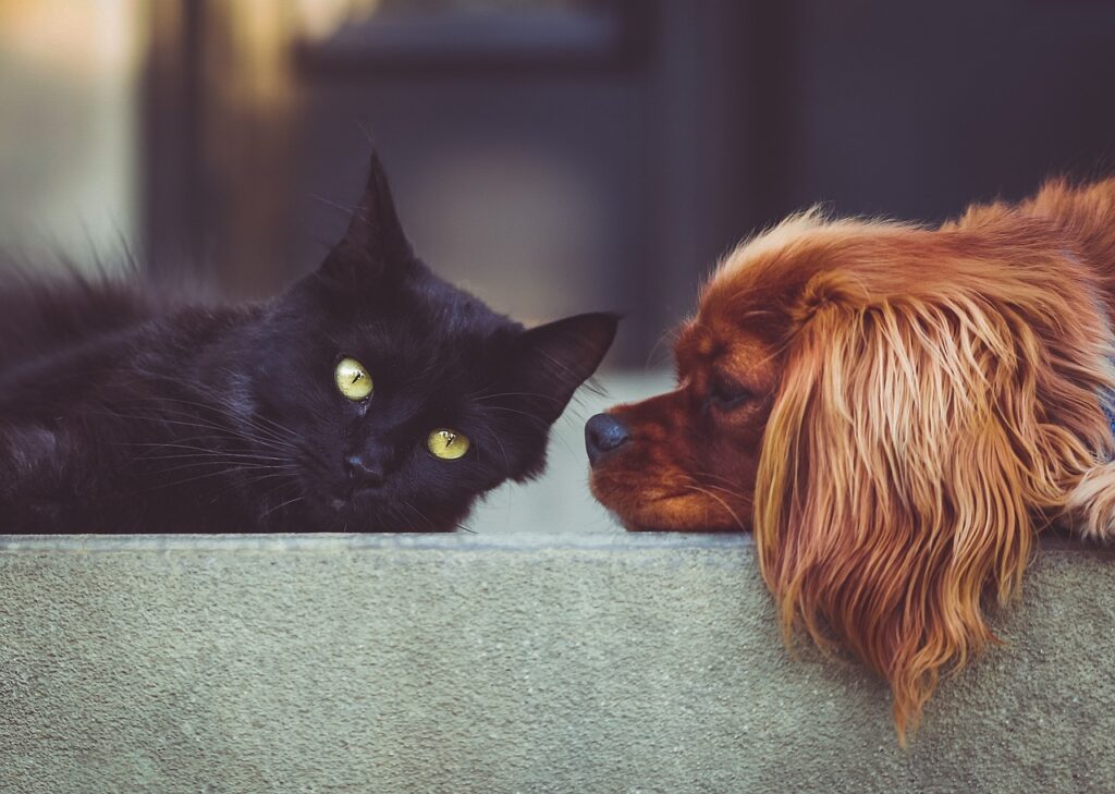 Decoding pet signals